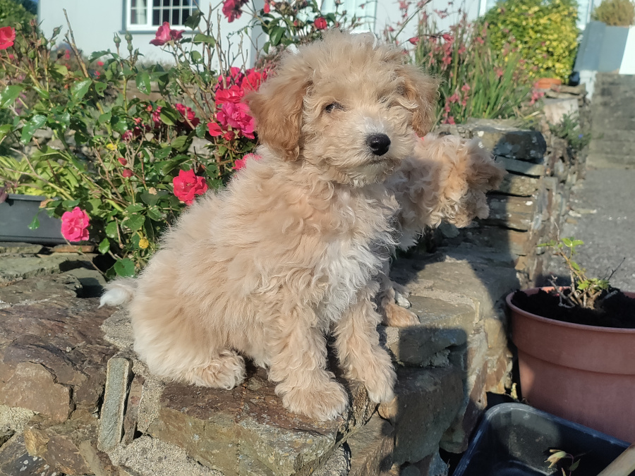 Poochon puppies 3