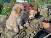 Poochon puppies 4