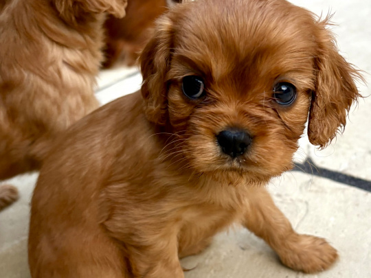 CKC Puppies - sale from August 9