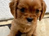 CKC Puppies - sale from August 9 2