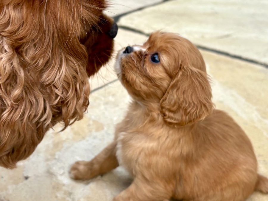 CKC Puppies - sale from August 9 3