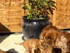 CKC Puppies - sale from August 9 4