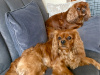 CKC Puppies - sale from August 9 5