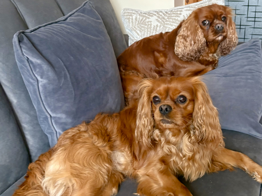 CKC Puppies - sale from August 9 5