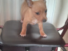 Selling male chihuahua/ pomperian 1