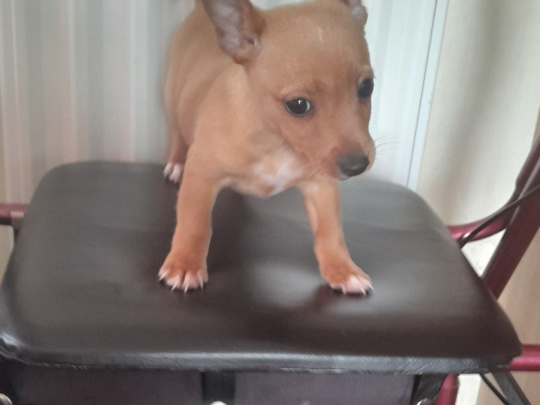 Selling male chihuahua/ pomperian