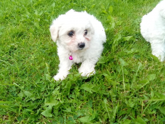Maltese Puppys