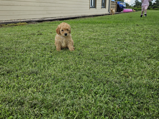 Stunning Toy Poodle puppies