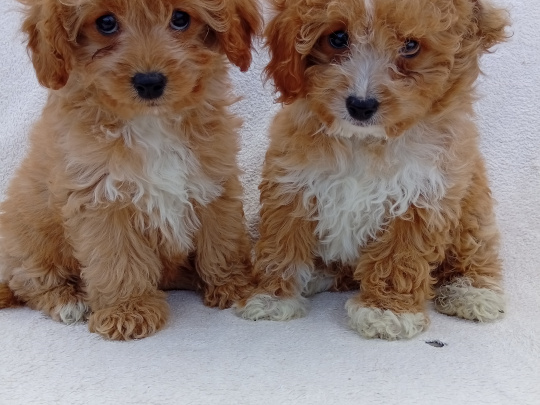 Pups for sale