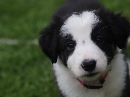 Border collie puppies