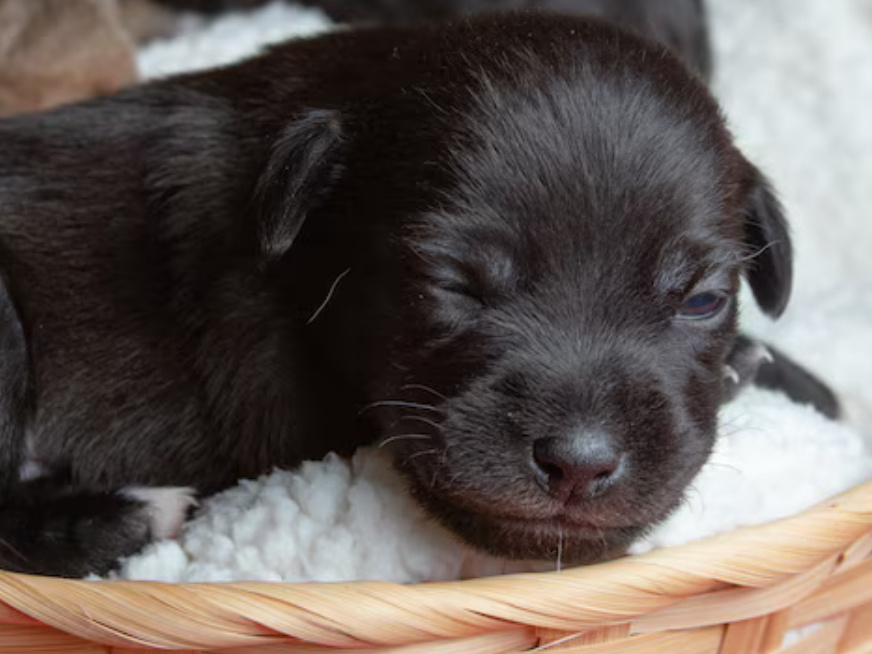 Jack Russell pups 1