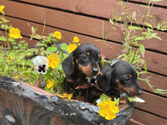 Miniature dachshund ikc registered
