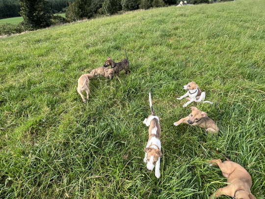 Lercher pups for sale