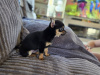 Tiny male chihuahua puppy looking for a new home 5