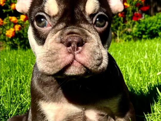 Stunning French Bulldogs Boys