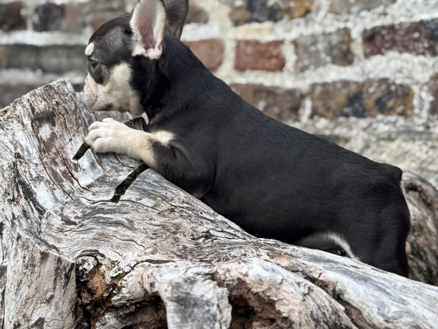 Stunning French Bulldogs Boys 2