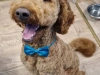 Mutz dog grooming 4