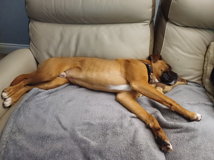 Boxer to good home 2