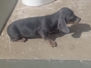 Dachshund blue tan 5