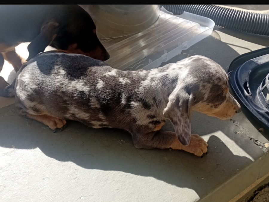 Dachsund for sale in Mullingar 1