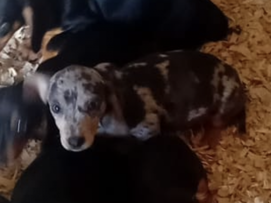 Dachsund for sale in Mullingar 4