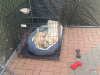 Male labrador for sale . 2