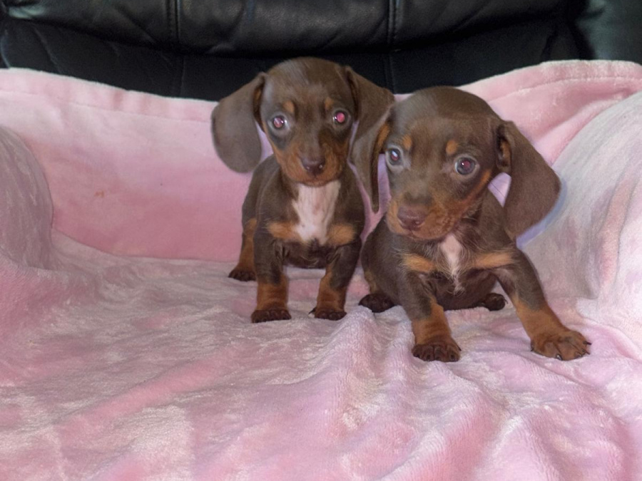 Two miniature dachshund puppies 2