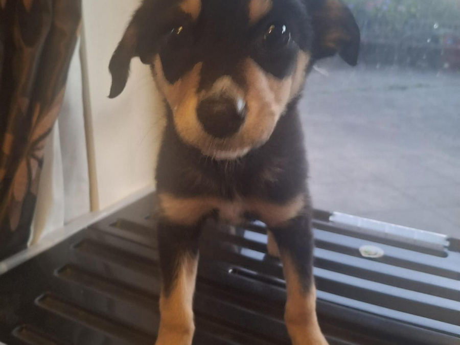Border collie cross labador 1