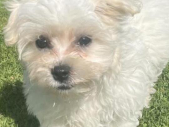 Purebred Maltese puppy (male) 15 weeks