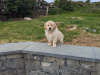 Find your New Best Friend- Golden Retriever puppies for sale 1