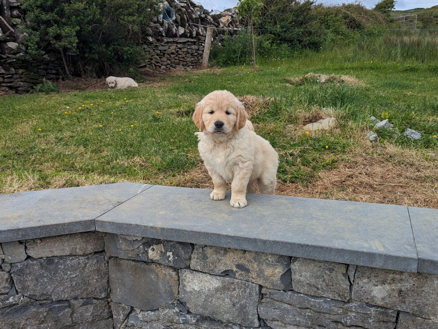 Find your New Best Friend- Golden Retriever puppies for sale 1