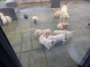 Find your New Best Friend- Golden Retriever puppies for sale 2