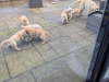 Find your New Best Friend- Golden Retriever puppies for sale 3