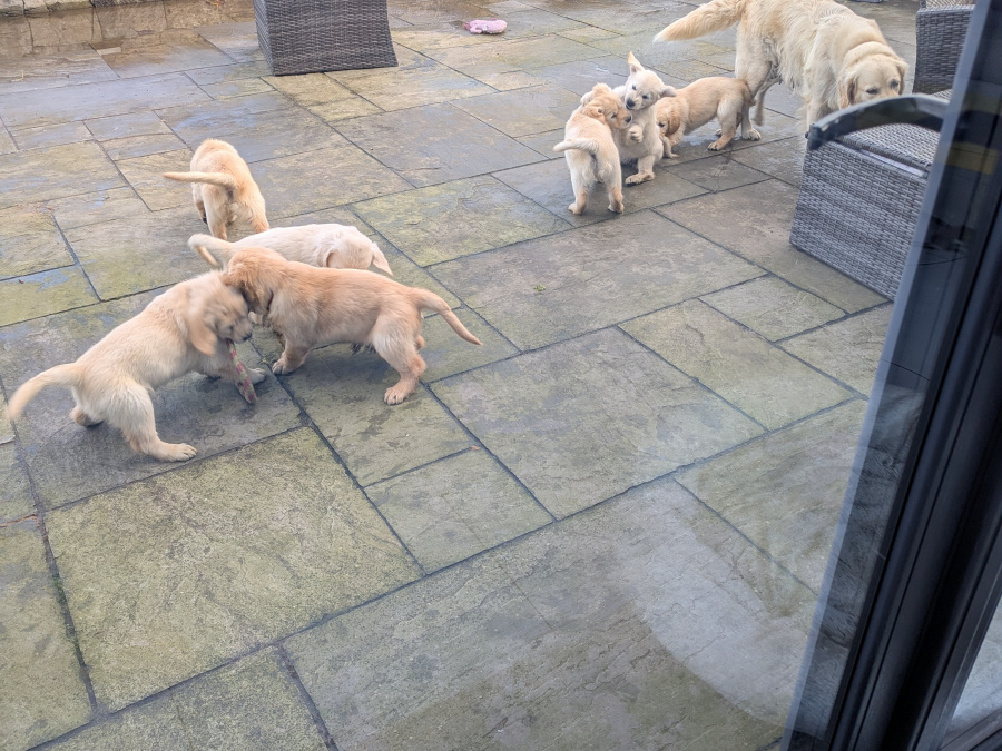 Find your New Best Friend- Golden Retriever puppies for sale 3