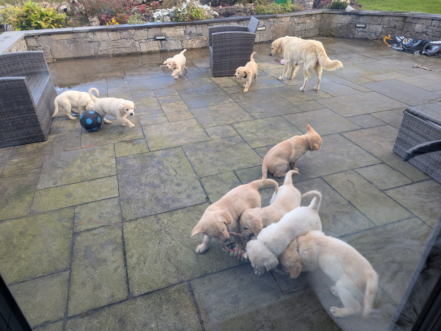 Find your New Best Friend- Golden Retriever puppies for sale 4