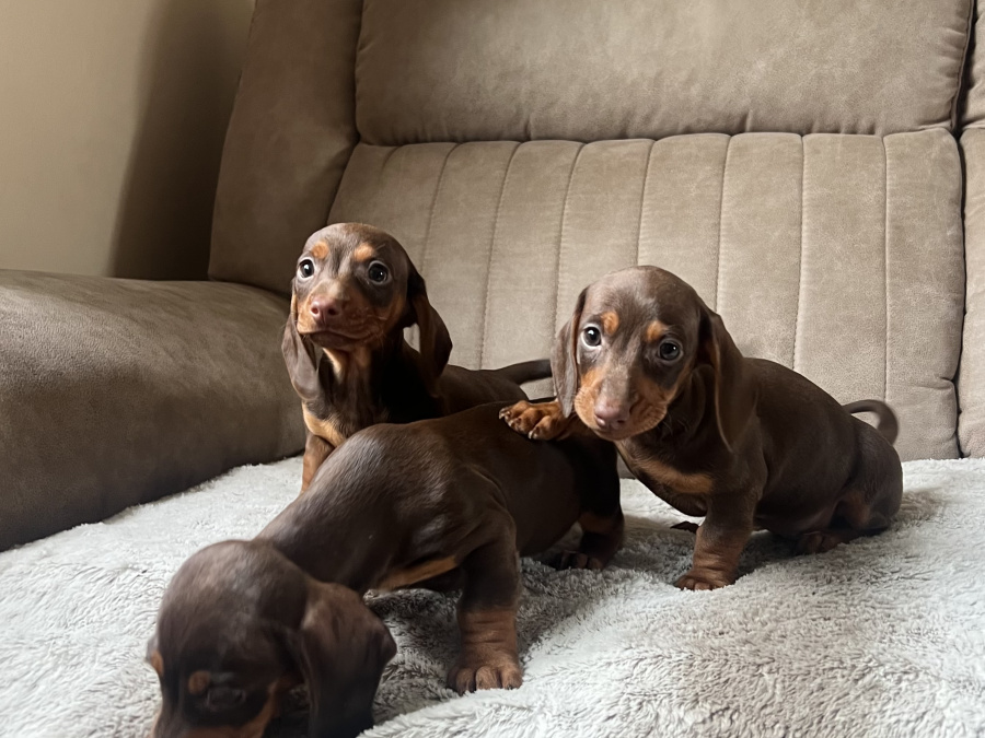 Miniature dachshund 2