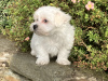 Pup for Sale 3