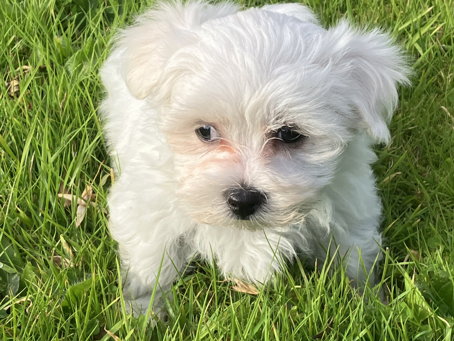 Pup for Sale 1