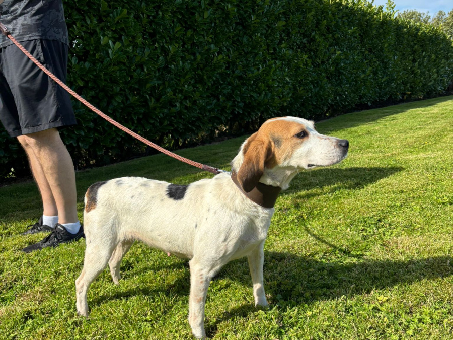 IKC kerrybeagle for sale 1