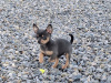 Beautiful teacup chihuahua puppies 1