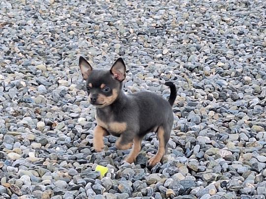 Beautiful teacup chihuahua puppies