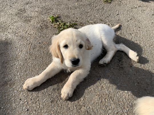 Beautiful Labrador/Retriever cross puppies