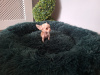 Micro mini chihuahua puppies 5
