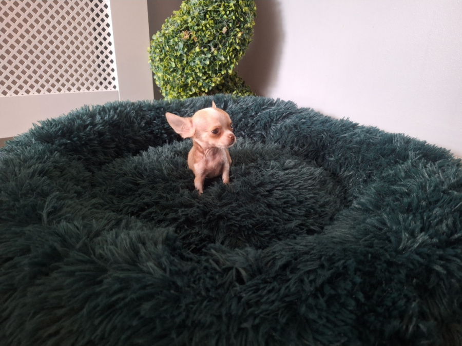 Micro mini chihuahua puppies 5