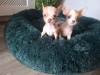 Micro mini chihuahua puppies 6