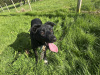 Male Sheepdog for Sale 1