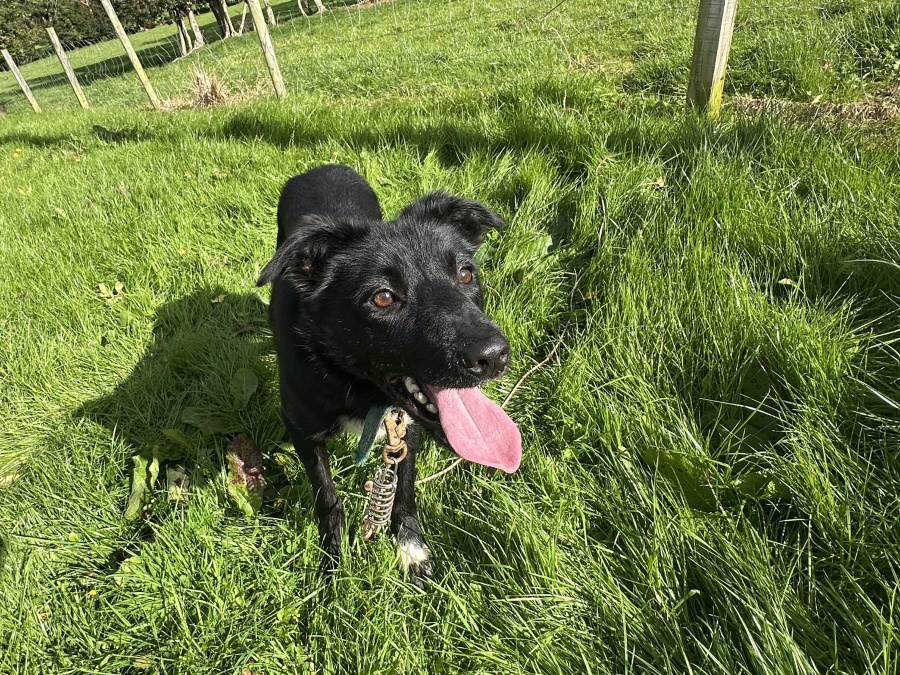 Male Sheepdog for Sale 1