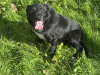 Male Sheepdog for Sale 2
