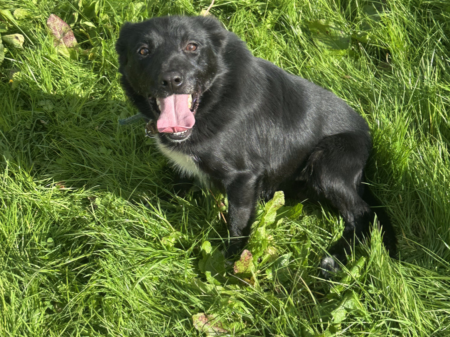 Male Sheepdog for Sale 2