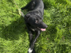 Male Sheepdog for Sale 4